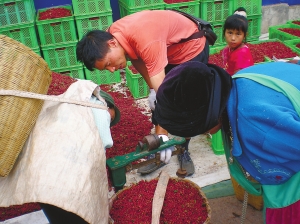 云南农业大学10年扶贫 专家进村农民得实惠